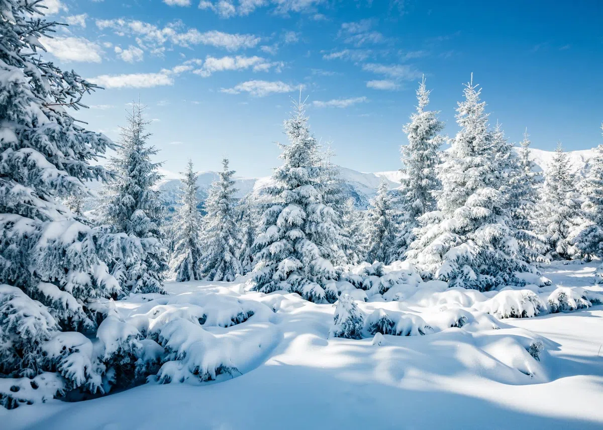BELECO 6x3m Stoff Winter Schnee Wald Hintergrund weiß Weihnachtsbäume Winter Szene Alpen Fotografie Hintergrund für Weihnachten Neujahr Event Party Dekorationen Banner Foto